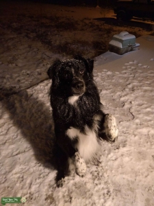 Black Australian Shepherd Looking For Red Or Red Merle Female  Listing Image