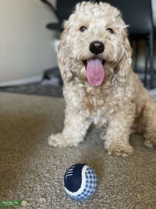Mini Goldendoodle Listing Image