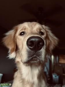 Looking to breed AKC registered golden retriever  Listing Image