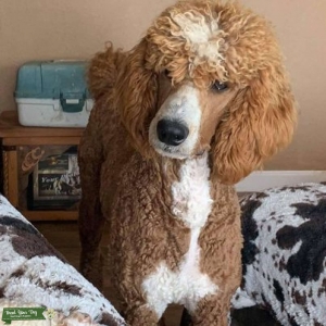 Red abstract standard poodle Listing Image