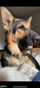 German Shepard stud Listing Image