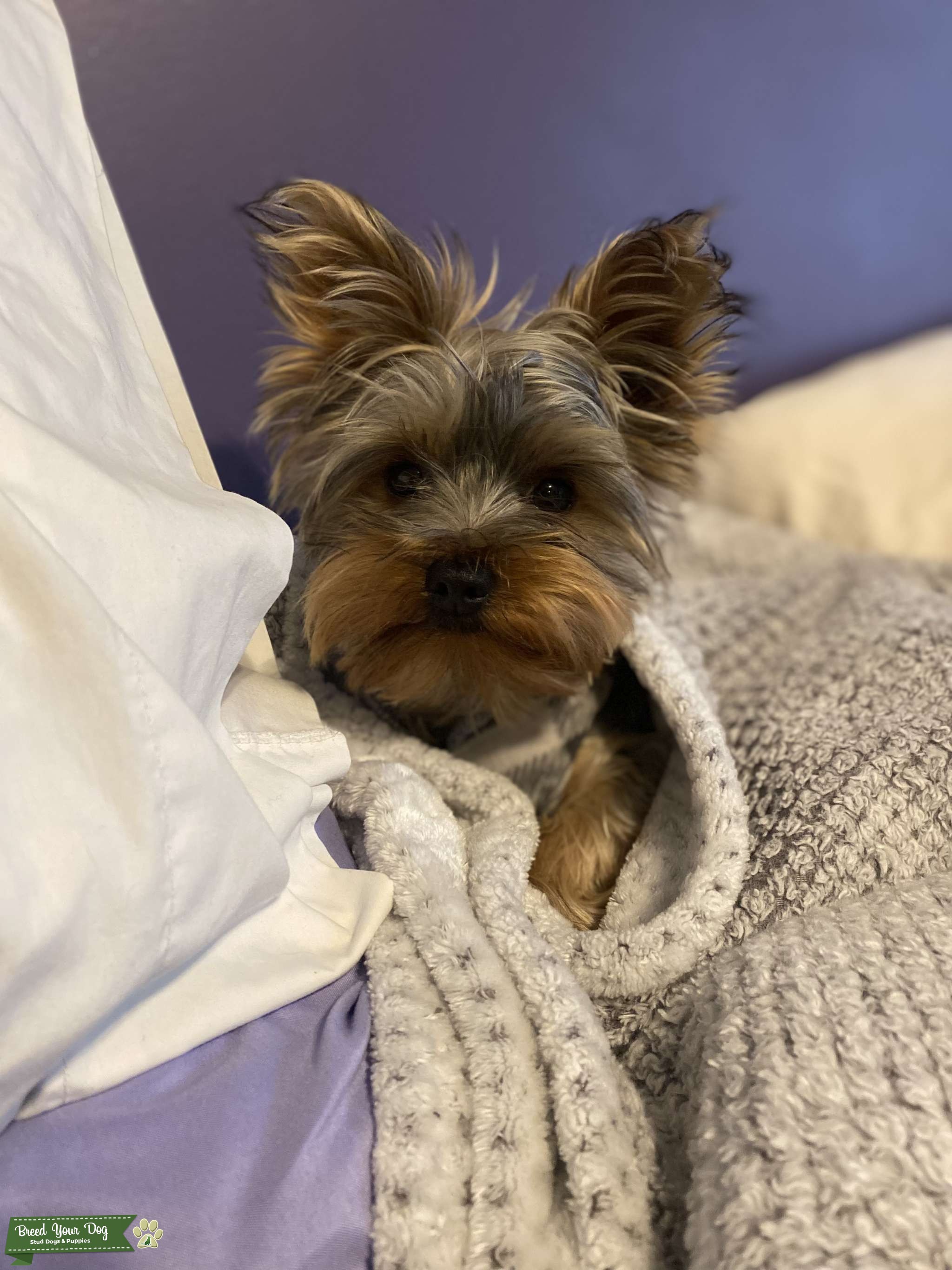 Best Dog Stud Dog in Minnesota , United States Breed Your Dog