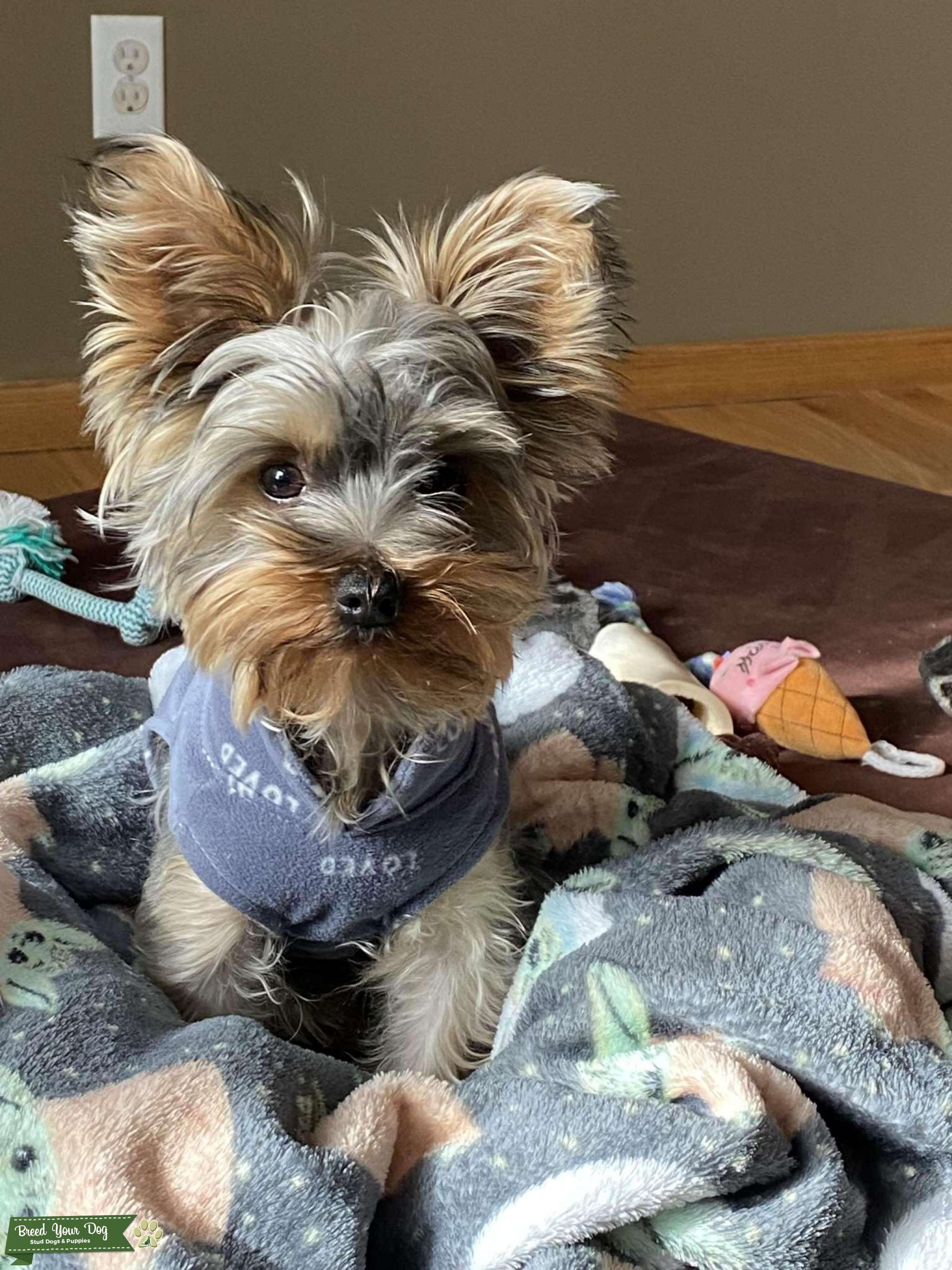 Best Dog Stud Dog in Minnesota , United States Breed Your Dog