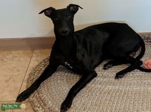 Whippet Listing Image