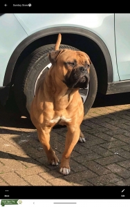 American Bulldog  Listing Image