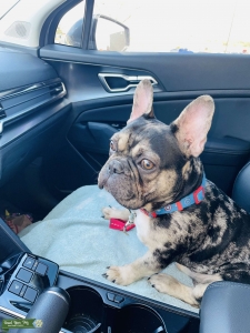 Tri Merle French Bulldog  Listing Image