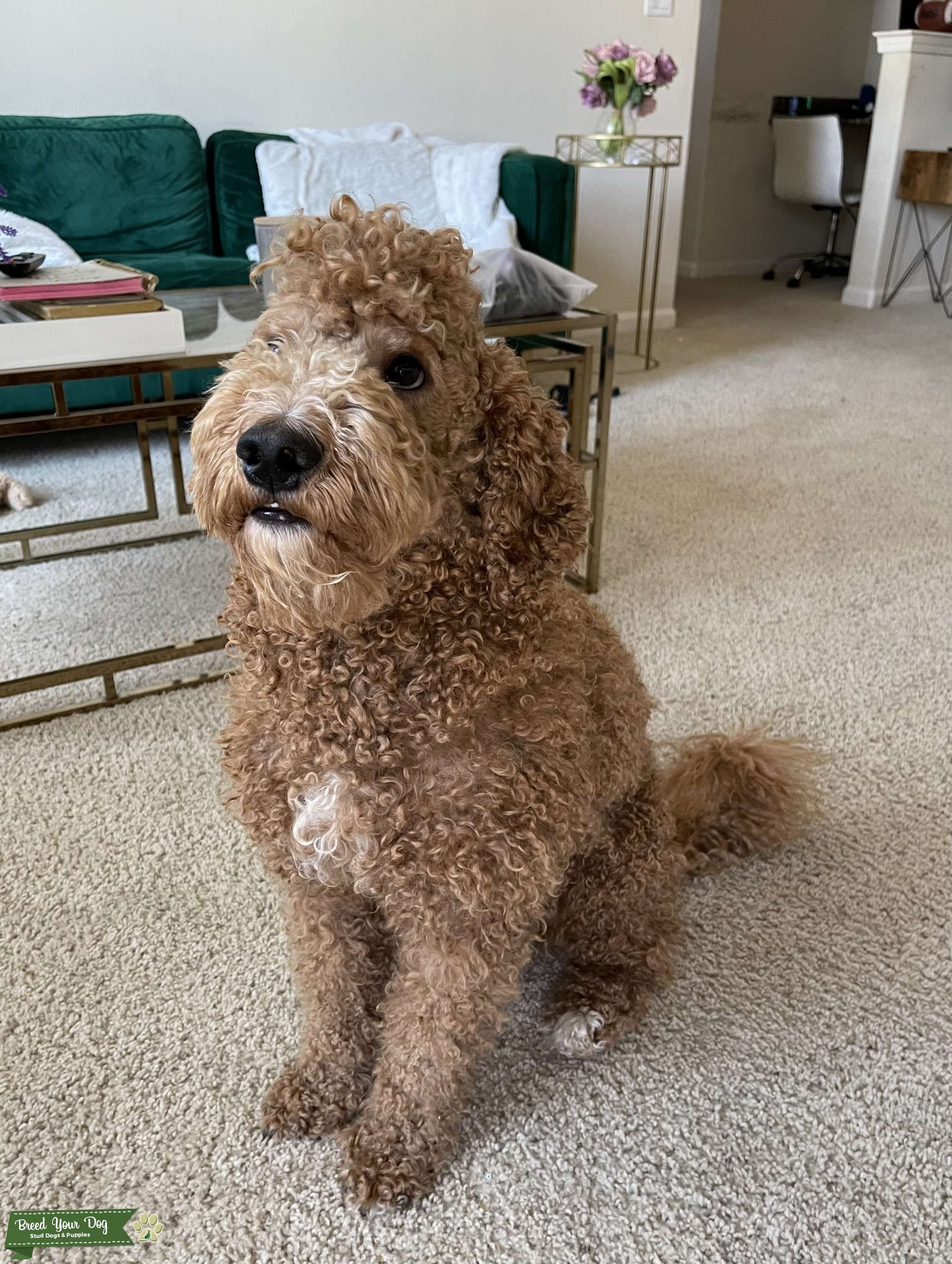 goldendoodle with bow tie