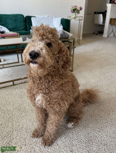 Goldendoodle male looking for mate Listing Image