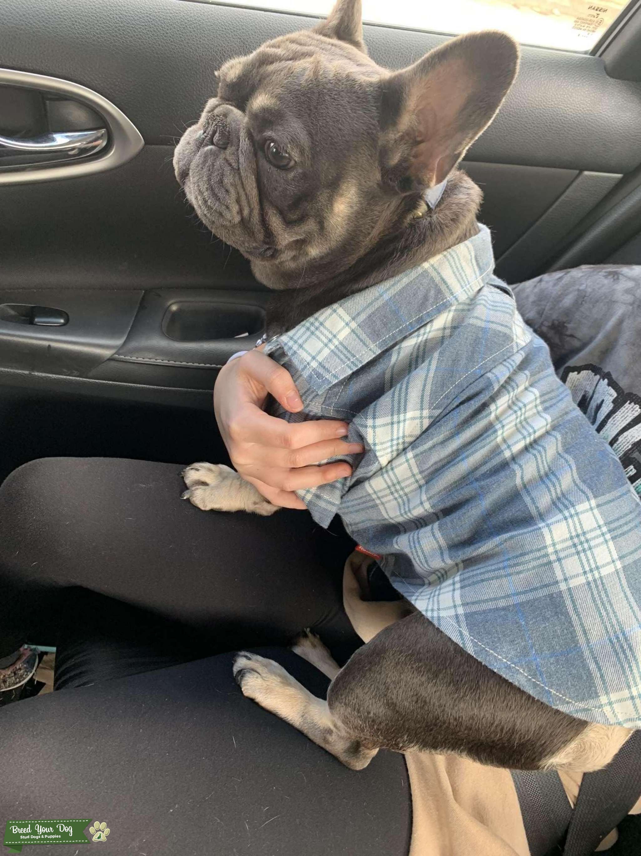 1 year old Frenchie stud for hire Stud Dog in Western NC/Charlotte NC
