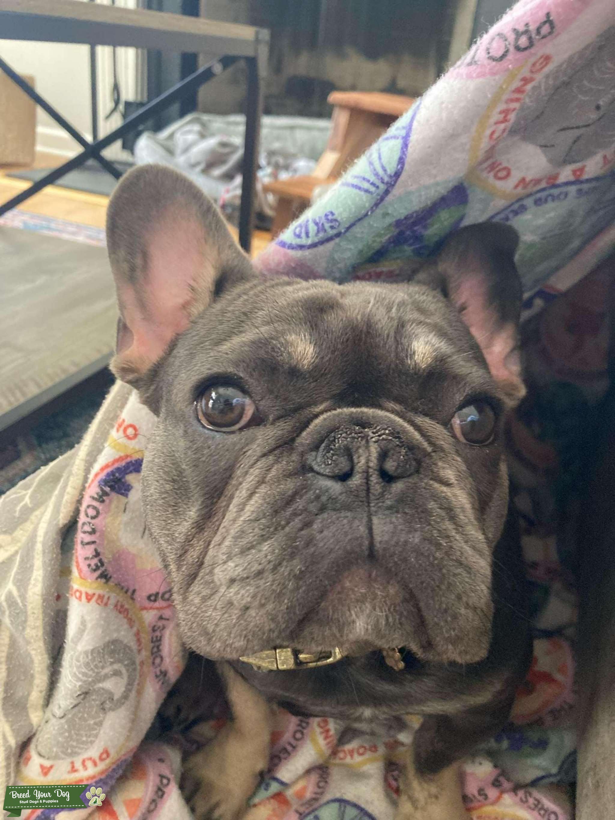 1 year old Frenchie stud for hire Stud Dog in Western NC/Charlotte NC