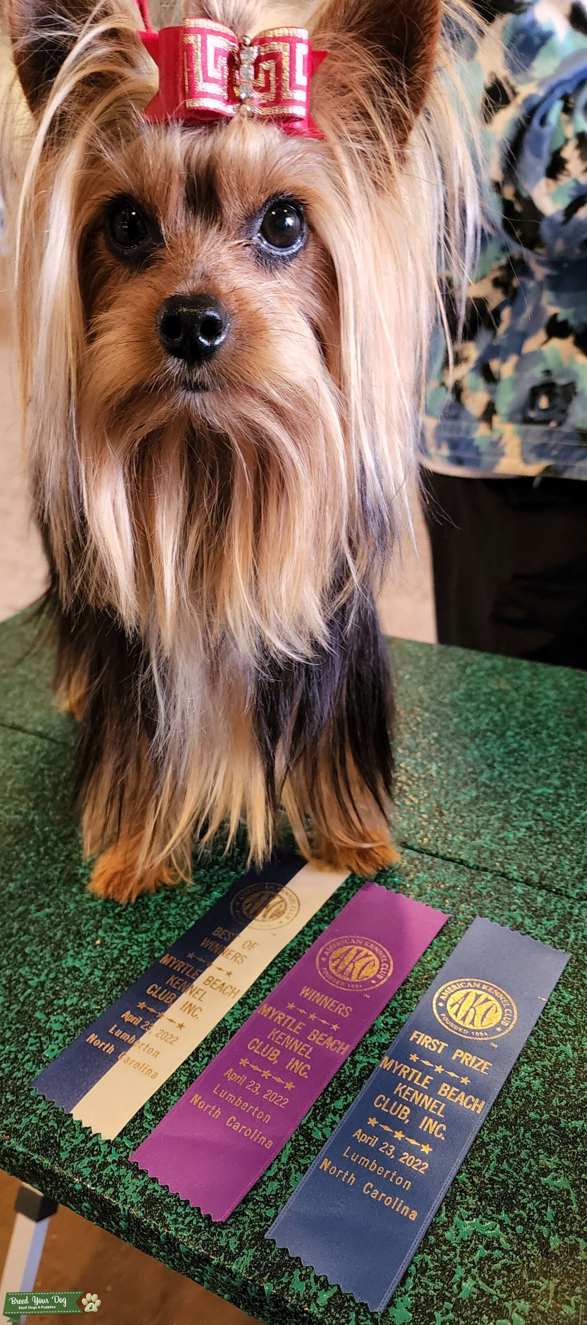 AKC CHAMPION Yorkshire Terrier Stud Dog in Greer, South Carolina, the