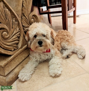Adorable Mini Schnoodle Listing Image