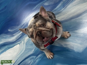 Stud for French Bulldog Merle Cream Listing Image