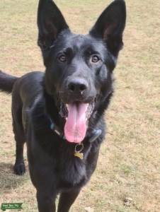 German Shepherd Stud Listing Image