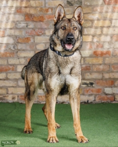 Protection Dog: Short-haired Shepherd  Listing Image