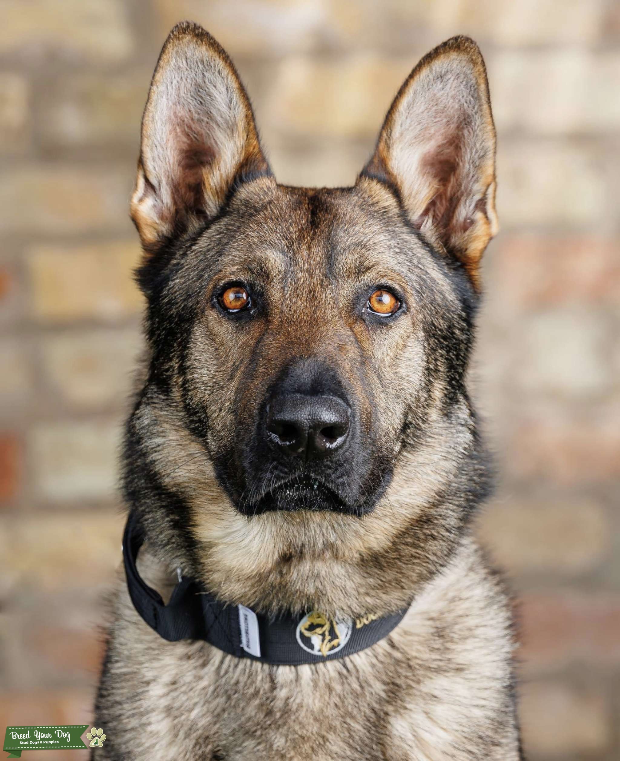 Protection Dog Shorthaired Shepherd Stud Dog in Yorkshire, Nepal