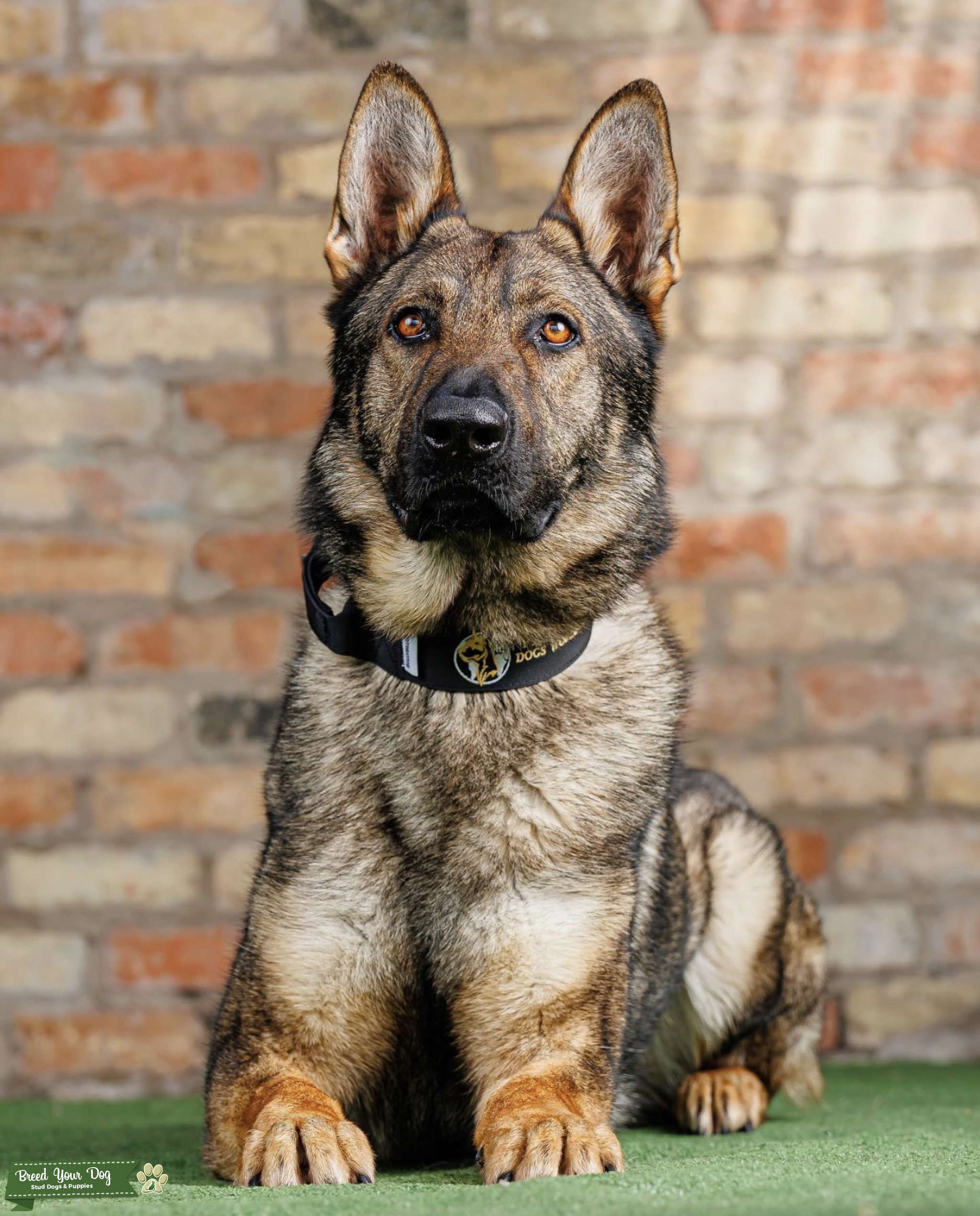 Protection Dog Shorthaired Shepherd Stud Dog in Yorkshire, the