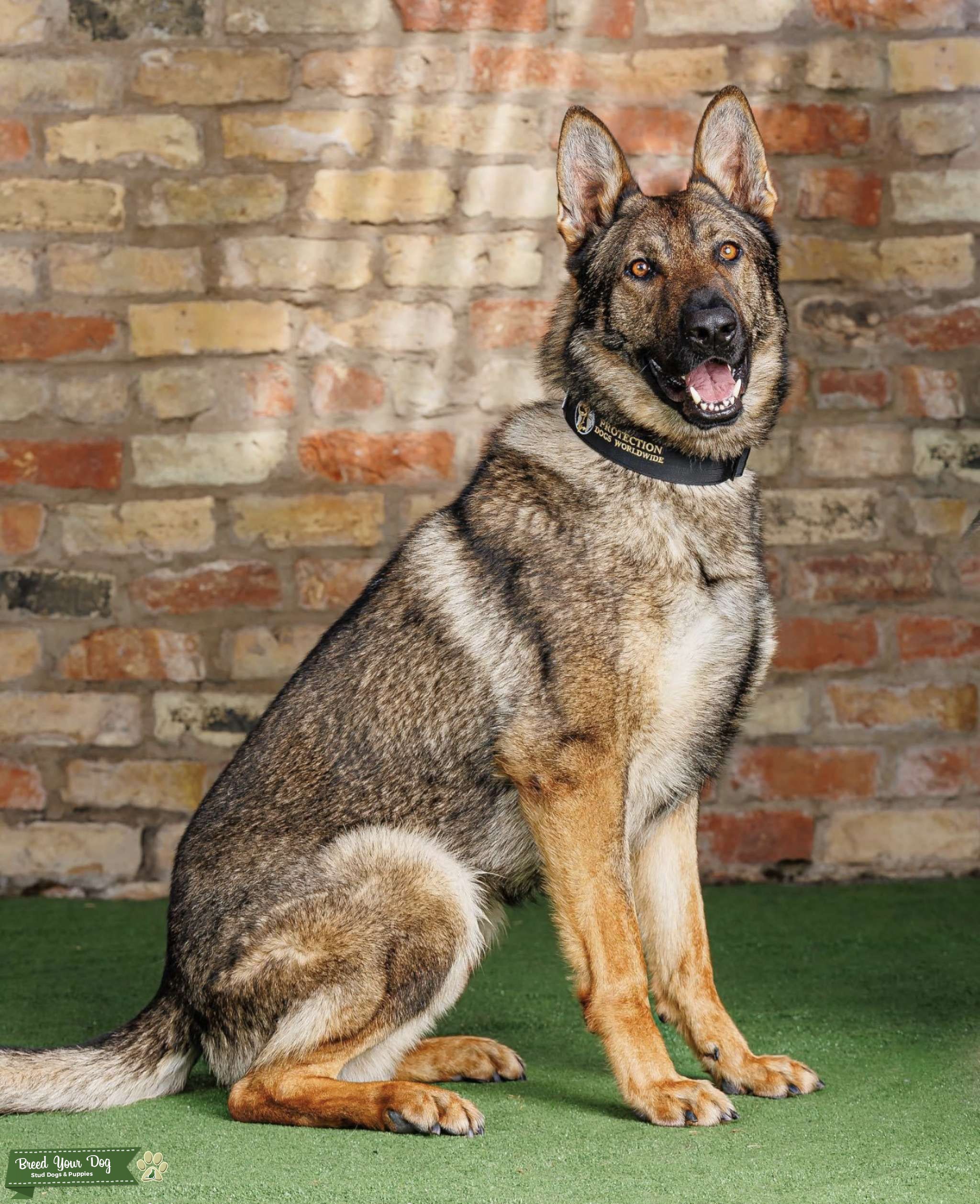 Protection Dog Shorthaired Shepherd Stud Dog in Yorkshire, the