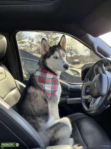 Siberian Husky Listing Image
