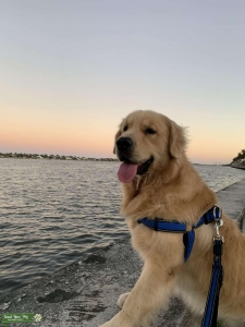 Golden retriever stud  Listing Image