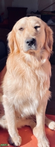 Light Golden Retriever looking for love  Listing Image