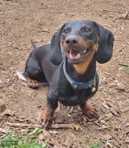 Handsome Little Man Listing Image