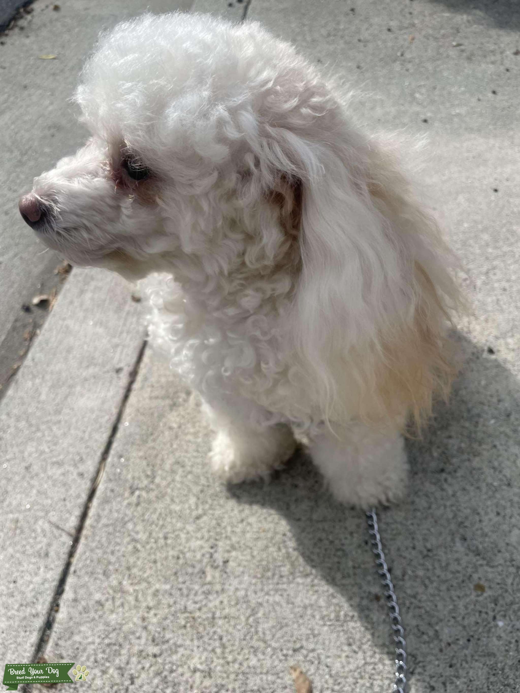 Toy or smaller Stud needed Stud Dog in San Jose , United States