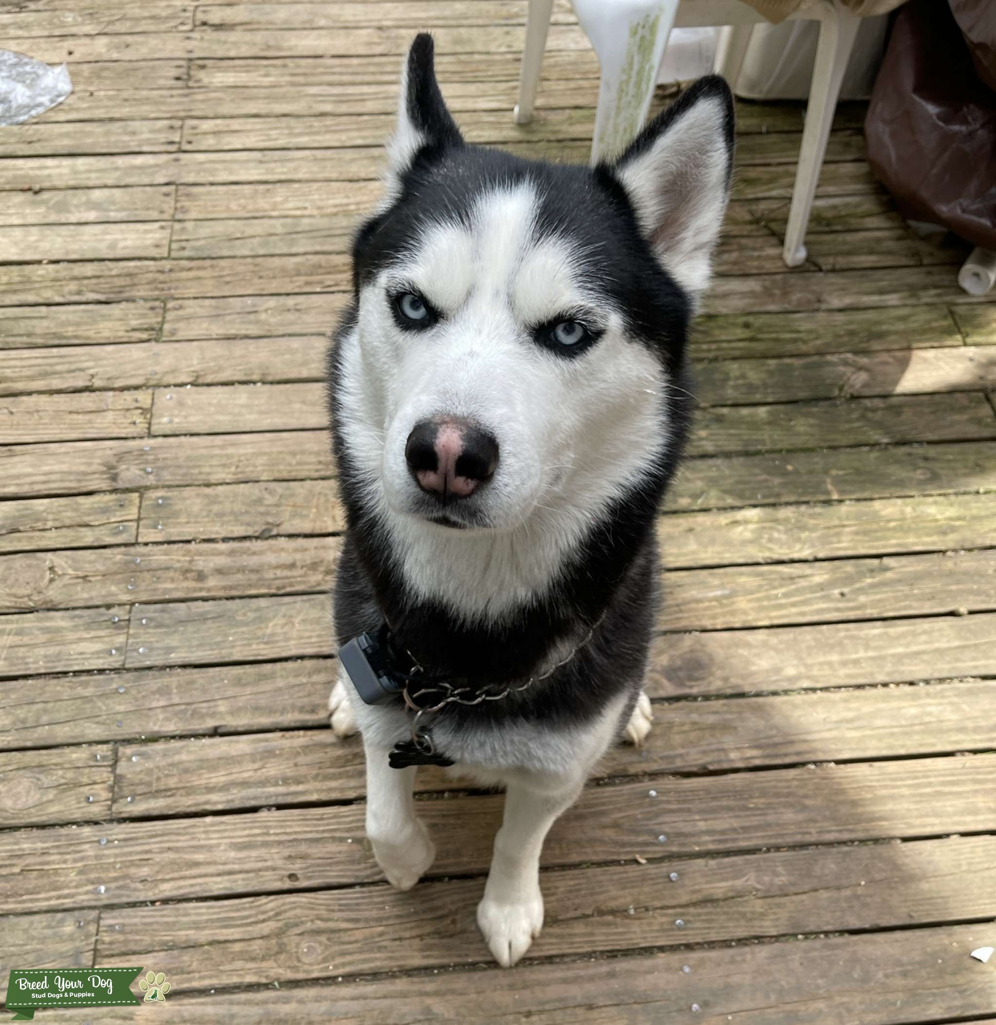 Siberian Husky Stud Dog in New Jersey , United States Breed Your Dog