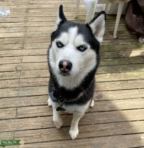 Siberian Husky Listing Image