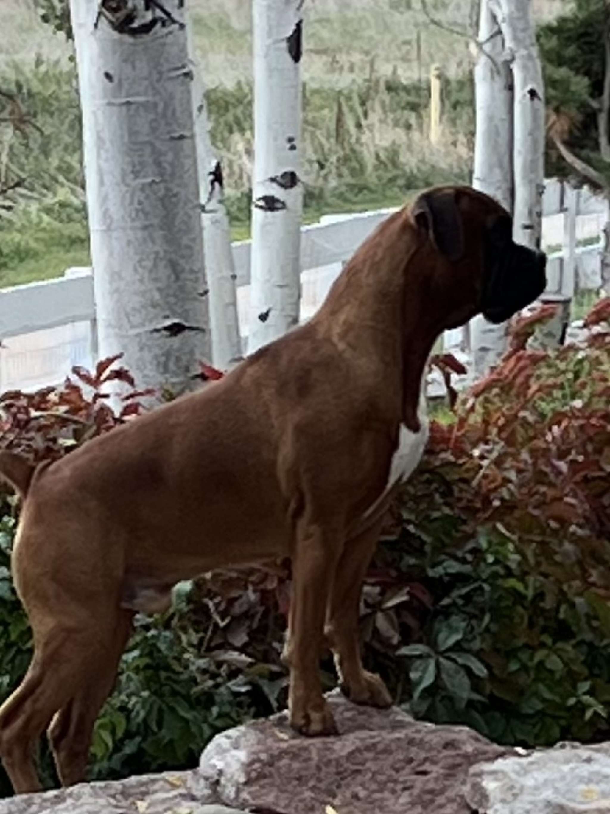 Handsome Zeus Stud Dog in Colorado, the United States Breed Your Dog