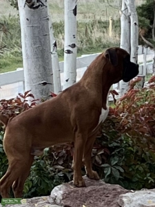 Handsome Zeus  Listing Image