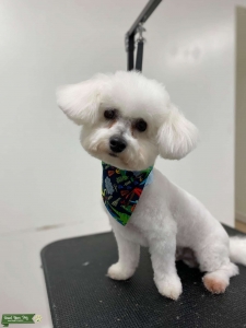 Bichon Frise Listing Image