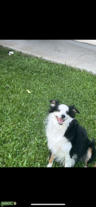 Beautiful and loving Mini Aussie Listing Image