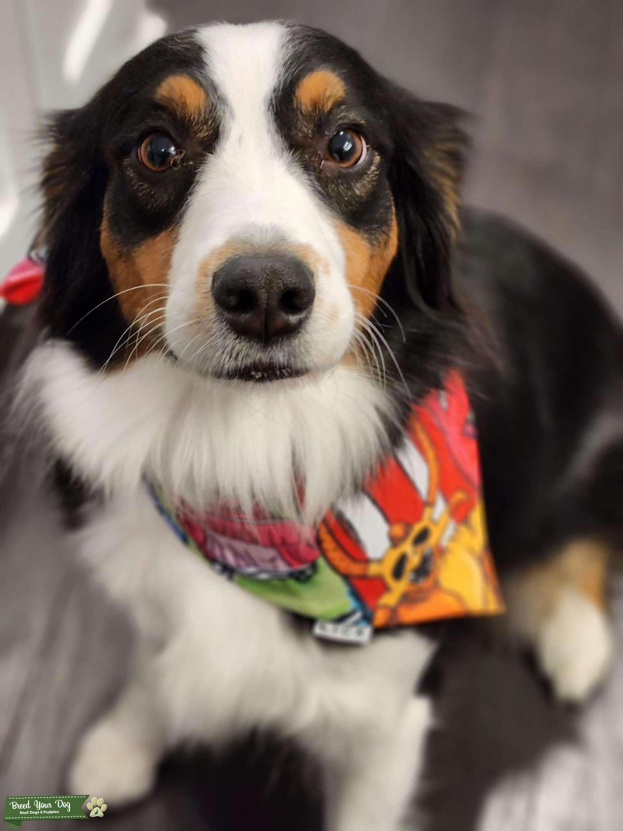 Australian Shepherd (full size) Stud Dog in TX, United States Breed