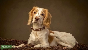 Handsome Cocker stud Listing Image