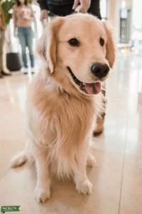 Purebred Golden Retriever Listing Image