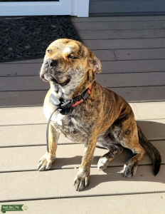 Brindle Boxer Listing Image