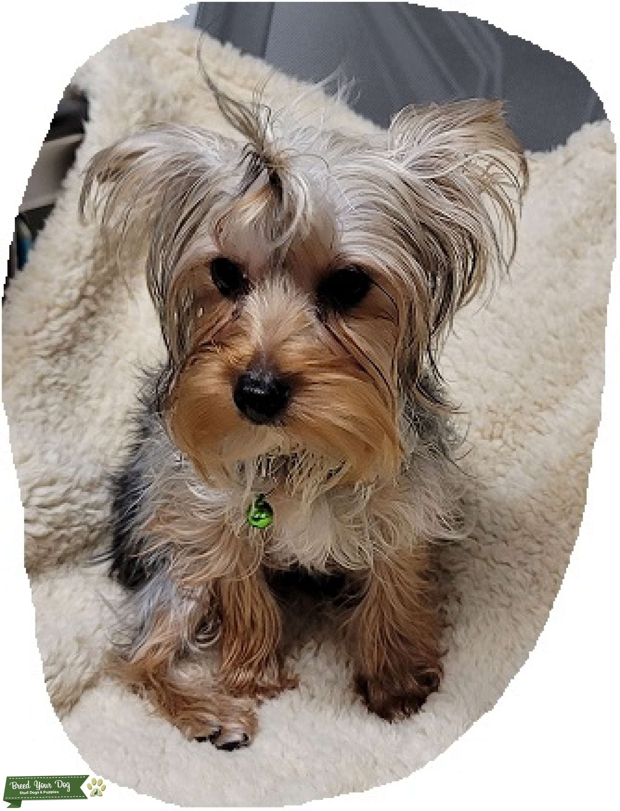CKC Full Blood Yorkie Stud Dog in Southwest, United States Breed