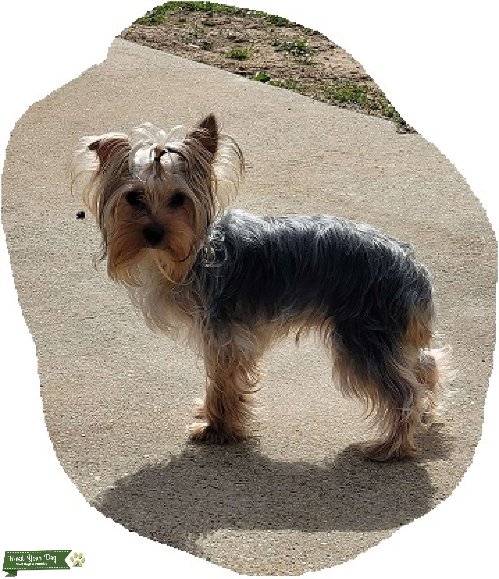 CKC Full Blood Yorkie Stud Dog in Southwest, United States Breed