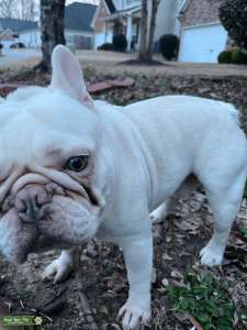 White Male Frenchie Stud - Lincoln (Champion breed) Listing Image