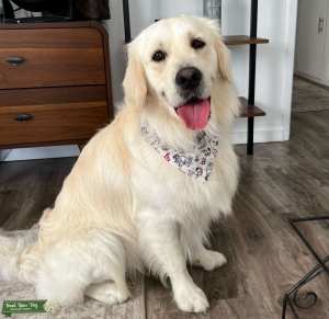Registered AKC English Cream Golden Retriever Listing Image