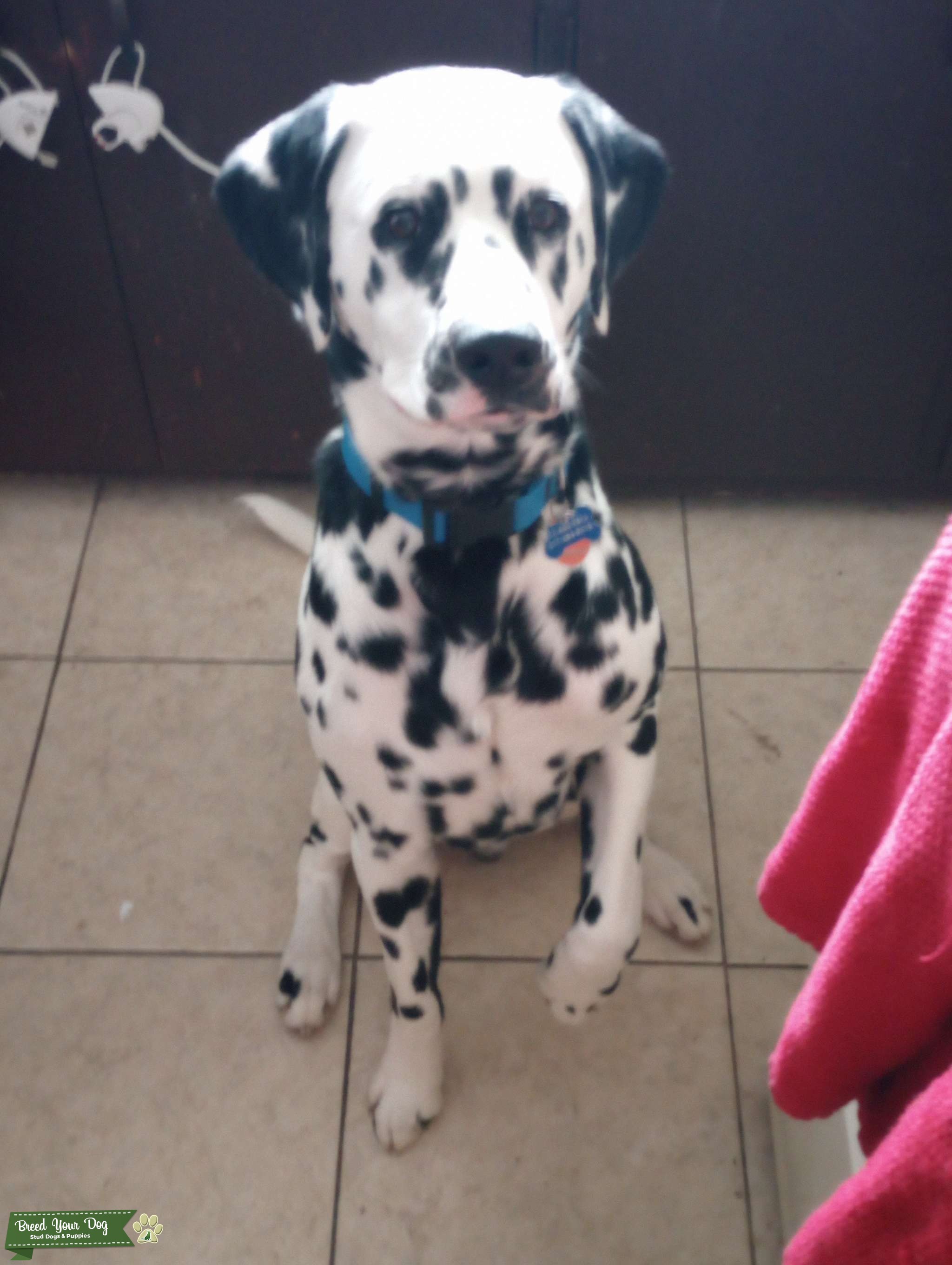 Purebred Dalmatian Stud Dog in Indiana, Peru Breed Your Dog