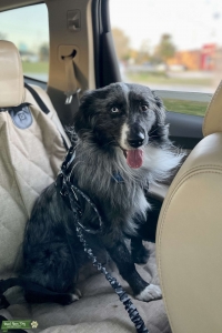 Australian Shepard - Black & White Merle Listing Image