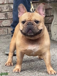 Fawn Frenchie Listing Image
