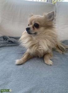 Chihuahua  Listing Image