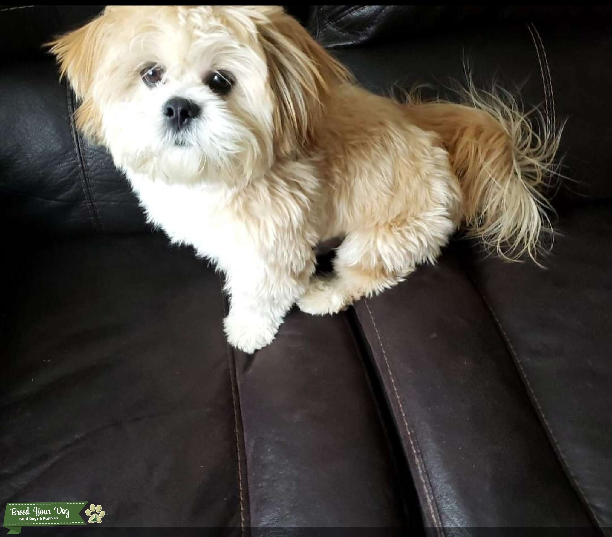 PURE Golden Lhasa Apso Stud Dog in New York, United States Breed