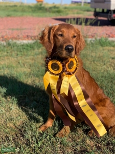 AKC Field Golden Retriever Listing Image