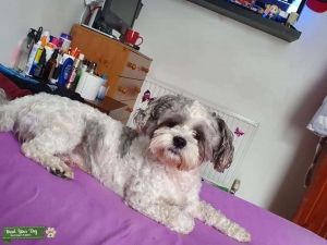 Dog stud Listing Image