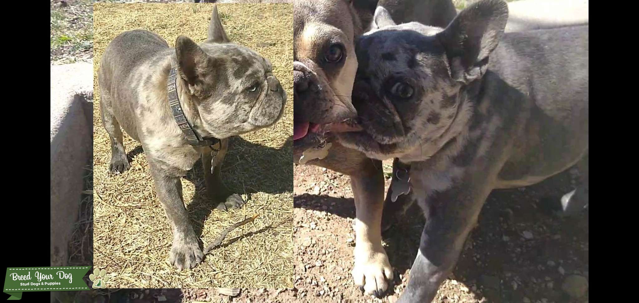 Micro Blue Merle with Brindle Stud Dog in Texas, the United States