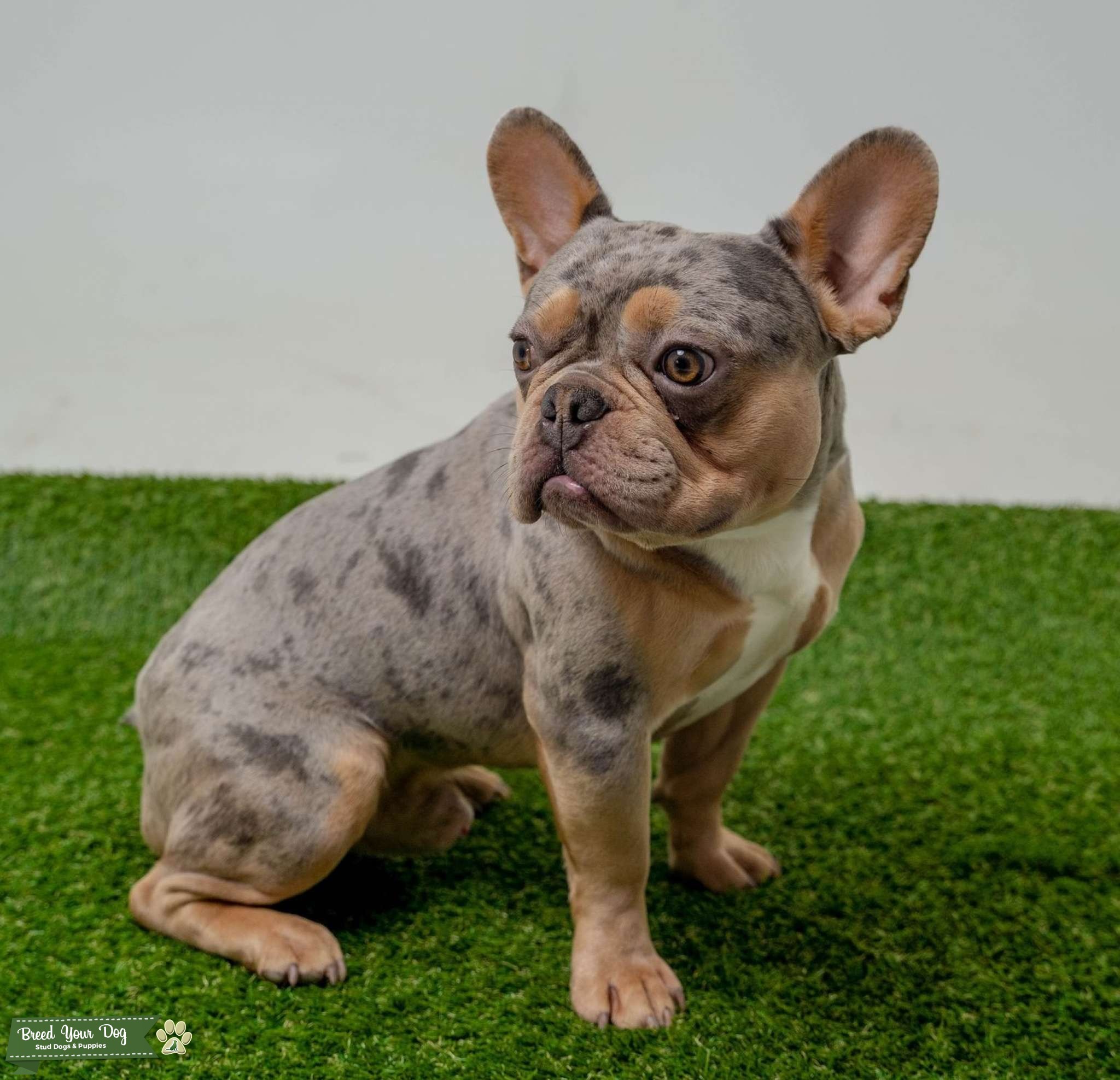 Tan & Blue Merle Stud Dog in Washington , the United States Breed